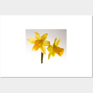 Daffodil Haiku Posters and Art